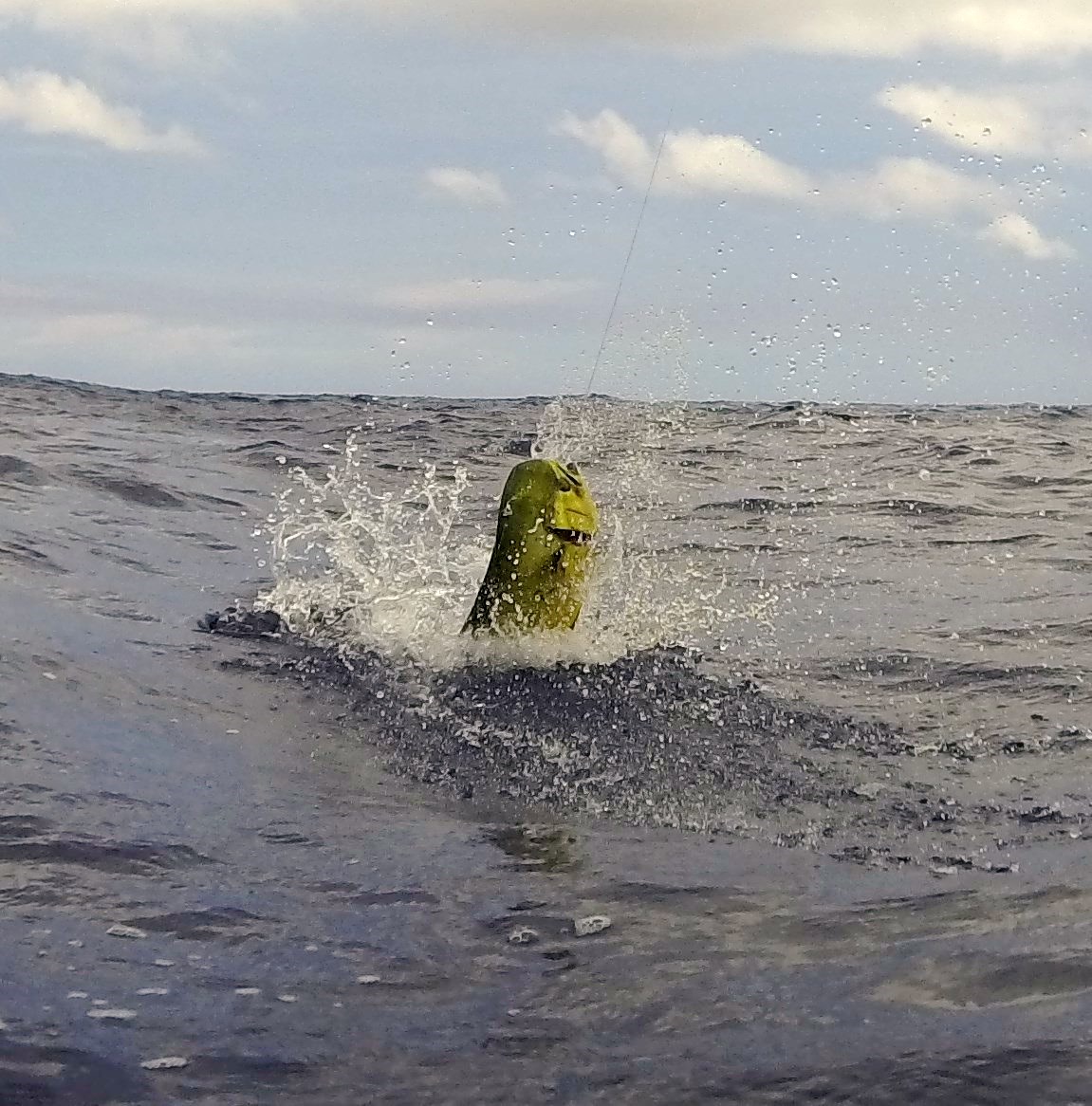 Mahi on the line