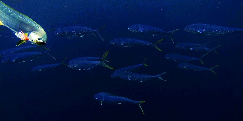 Mahi school underwater